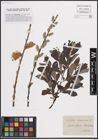 Foto von Salix cinerea L.